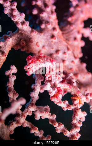 Pygmy Seepferdchen Hippocampus Bargibanti. auf Muricella sp. gogorian Meer Ventilator @ Kap Zanpa, Okinawa, Japan. Stockfoto