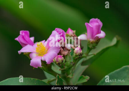 Pereskia bleo oder Wachs Rose Blume. Es ist eine Art von Cactus flower Stockfoto