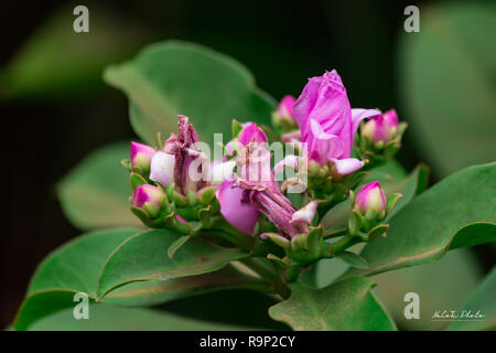 Pereskia bleo oder Wachs Rose Blume. Es ist eine Art von Cactus flower Stockfoto