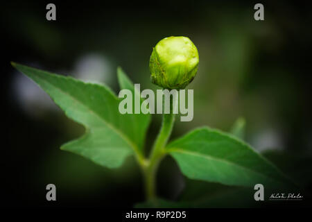 Tithonia diversifolia schönen gelben Blumen Stockfoto