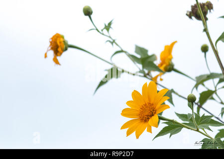 Tithonia diversifolia schönen gelben Blumen Stockfoto