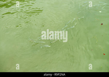 Viele Fische schwimmen auf Grün durty Wasseroberfläche Stockfoto