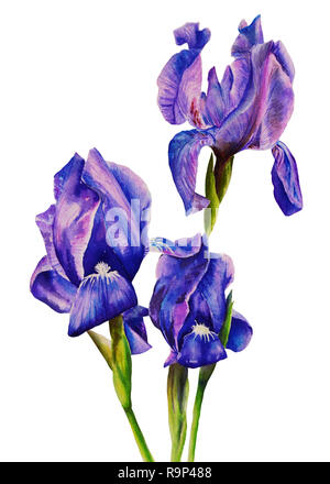 Blau-violette Iris auf einem weißen Hintergrund. Isoliert. Bemalte Hände Aquarell. Realistische Malerei Stockfoto