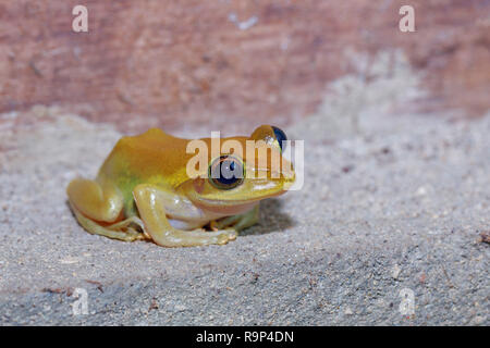 Laubfrosch Boophis rhodoscelis, Froscharten, die in den Mantellidae Familie. Masoala Nationalpark, Madagascar Wildlife und Wüste Stockfoto