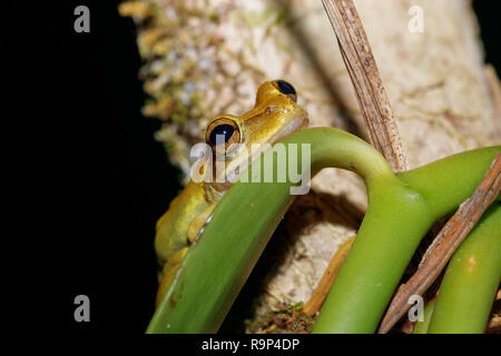 Laubfrosch Boophis rhodoscelis, Froscharten, die in den Mantellidae Familie. Masoala Nationalpark, Madagascar Wildlife und Wüste Stockfoto