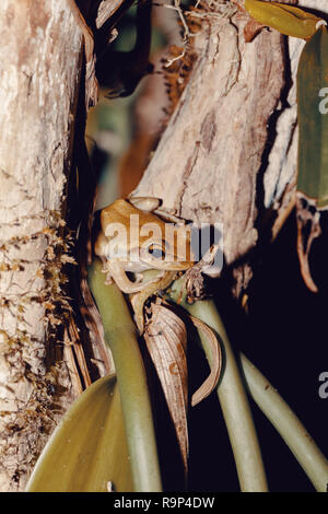 Laubfrosch Boophis rhodoscelis, Froscharten, die in den Mantellidae Familie. Masoala Nationalpark, Madagascar Wildlife und Wüste Stockfoto