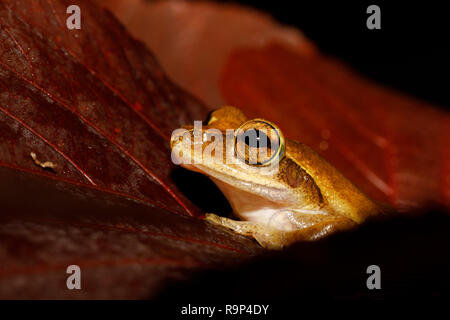 Laubfrosch Boophis rhodoscelis, Froscharten, die in den Mantellidae Familie. Masoala Nationalpark, Madagascar Wildlife und Wüste Stockfoto