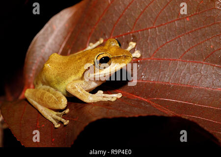 Laubfrosch Boophis rhodoscelis, Froscharten, die in den Mantellidae Familie. Masoala Nationalpark, Madagascar Wildlife und Wüste Stockfoto