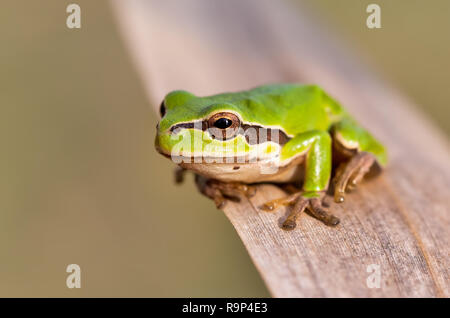 Laubfrosch (Hyla arborea früher Rana arborea) kleinen Laubfrosch in Europa gefunden. Hortobagy National Park, Ungarn, Puszta, UNESCO-Herita Stockfoto
