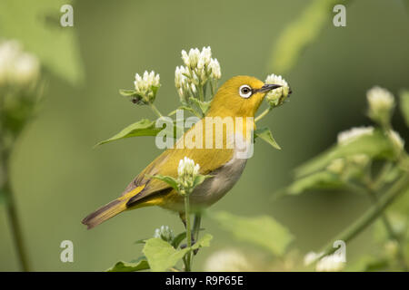 Oriental White-eye oder Indien White-eye Stockfoto