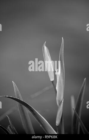 Lima River Bank, im Norden von Portugal, sehen gelb lilly Bud. Flache Freiheitsgrad. Umgewandelt in Schwarz und in Weiß. Stockfoto