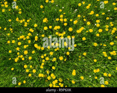 Wiese voll mit gelben Blüten von Löwenzahn (Taraxacum officinale) Pflanzen in voller Blüte im Frühjahr. Ansicht von oben Stockfoto