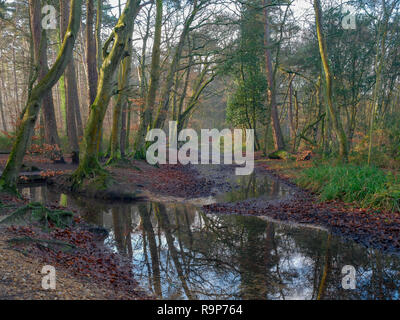 Upton Heide, 27. Dezember 2018 einen angenehmen Tag. Stockfoto