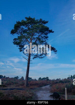 Upton Heide, 27. Dezember 2018 einen angenehmen Tag. Stockfoto