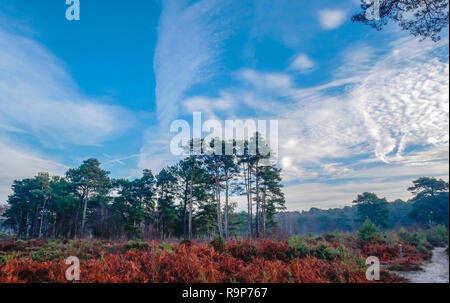 Upton Heide, 27. Dezember 2018 einen angenehmen Tag. Stockfoto