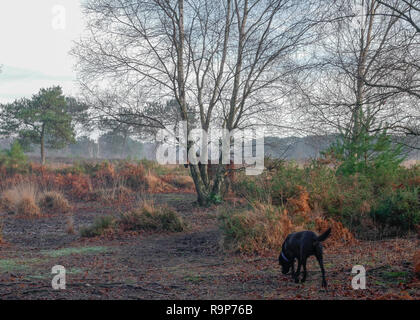 Upton Heide, 27. Dezember 2018 einen angenehmen Tag. Stockfoto