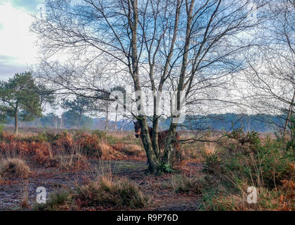 Upton Heide, 27. Dezember 2018 einen angenehmen Tag. Stockfoto