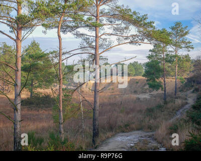 Upton Heide, 27. Dezember 2018 einen angenehmen Tag. Stockfoto