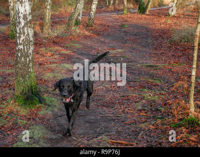 Upton Heide, 27. Dezember 2018 einen angenehmen Tag. Stockfoto