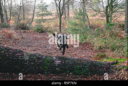 Upton Heide, 27. Dezember 2018 einen angenehmen Tag. Stockfoto