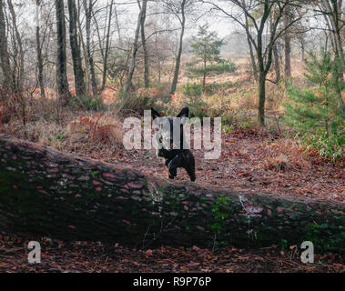 Upton Heide, 27. Dezember 2018 einen angenehmen Tag. Stockfoto