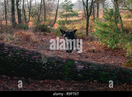 Upton Heide, 27. Dezember 2018 einen angenehmen Tag. Stockfoto