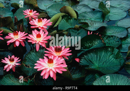 Leuchtend rosa Seerosen sind von Lily Pads Umgeben Stockfoto