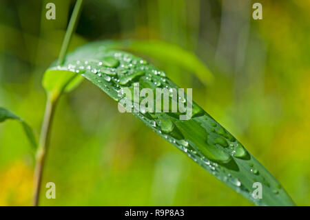 Auf Gras, Wasser Tropfen Tau, Madongo Dorf Sagada, Mountain Province, Luzon, Philippinen, Süd- Asien, Asien Stockfoto