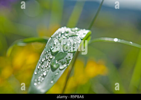 Auf Gras, Wasser Tropfen Tau, Madongo Dorf Sagada, Mountain Province, Luzon, Philippinen, Süd- Asien, Asien Stockfoto