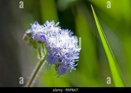 Lila Blume, Madongo Dorf Sagada, Mountain Province, Luzon, Philippinen, Süd- Asien, Asien Stockfoto