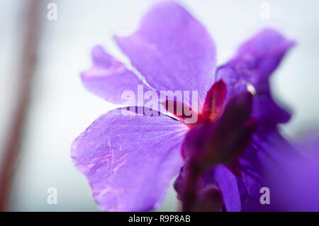 Rosa Blume, Madongo Dorf Sagada, Mountain Province, Luzon, Philippinen, Süd- Asien, Asien Stockfoto