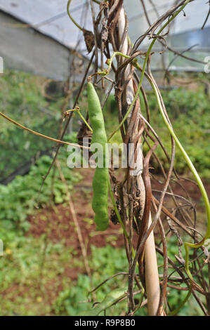 Grüne Bohnen in einem Garten an Madongo Dorf Sagada, Mountain Province, Luzon, Philippinen, Süd- Asien, Asien Stockfoto