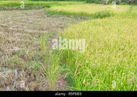 Madongo Dorf Sagada, Mountain Province, Luzon, Philippinen, Süd- Asien, Asien Stockfoto