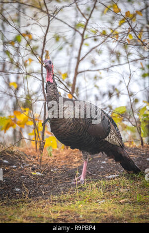 Östlichen wilder Truthahn (Meleagris gallopavo silvestris) Henne in einem Herbst farbige bewaldeten yard Pausen kurzzeitig, als ob sie für die Kamera posieren. Stockfoto