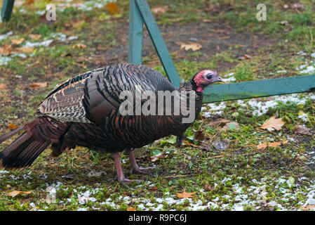 Östlichen wilder Truthahn (Meleagris gallopavo silvestris) Henne in einem frühen Winter woodland Hof. Stockfoto