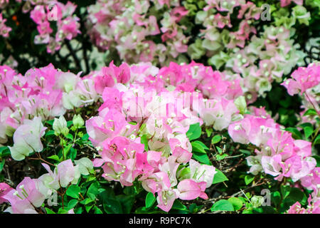 Bougainvillea weiß rosa Zwei Ton Farben Blumen blühen im Garten Stockfoto
