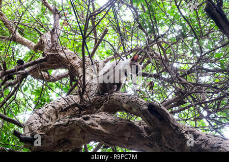 Katze auf dem Baum gefangen. Hilfe brauchen, weil der Baum so überwältigend ist es klettert nach unten Stockfoto