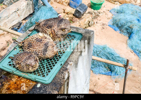 Kugelfische wurde aus dem Meer geholt. Geblasen und getrocknet als Souvenir auf dem Markt zu verkaufen. Stockfoto