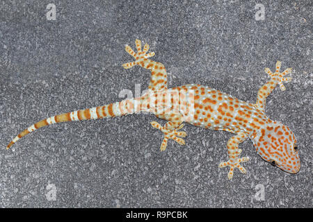 Gecko klettern auf Zement Ziegel Wand Hintergrund. Stockfoto