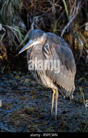 Great Blue Heron auf gefrorenen Schlamm am Rande einer grasbewachsenen Marsh und gefrorenen Teich, von einem Sonnenstrahl hervorgehoben Stockfoto