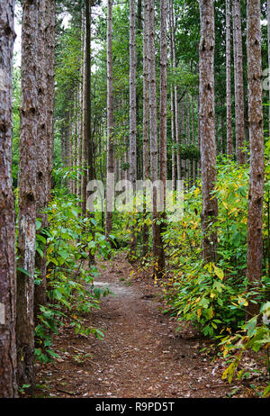 Der Weg in den Wald zwischen Baumstämmen. Wald mit den Weg in der Mitte des Bildes. Der Weg führt in den tiefen Wald. USA, Michigan Stockfoto