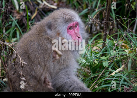 Red konfrontiert Snow monkey in Kamikochi, Japanische Alpen, Chubu Sangaku National Park Stockfoto