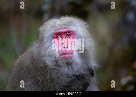 Red konfrontiert Snow monkey in Kamikochi, Japanische Alpen, Chubu Sangaku National Park Stockfoto