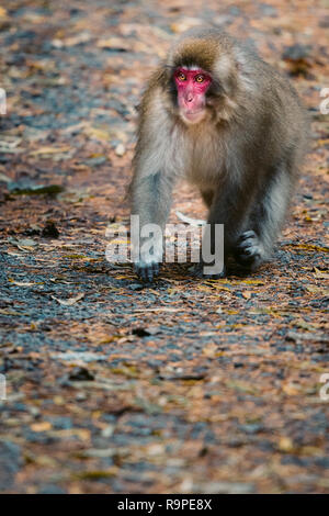 Red konfrontiert Snow monkey in Kamikochi, Japanische Alpen, Chubu Sangaku National Park Stockfoto