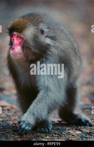 Red konfrontiert Snow monkey in Kamikochi, Japanische Alpen, Chubu Sangaku National Park Stockfoto