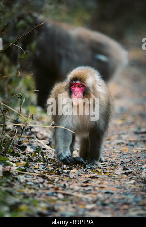 Red konfrontiert Snow monkey in Kamikochi, Japanische Alpen, Chubu Sangaku National Park Stockfoto