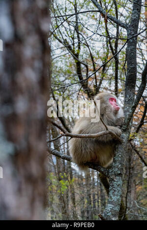 Red konfrontiert Schnee Affe auf Baum in Kamikochi, Japanische Alpen, Chubu Sangaku National Park Stockfoto