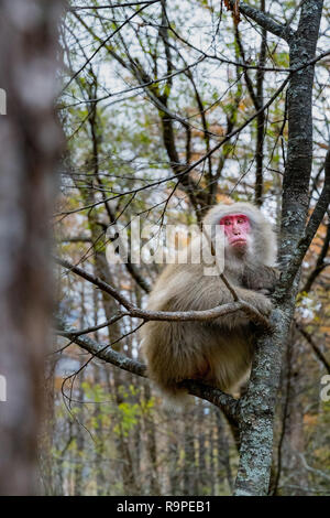 Red konfrontiert Schnee Affe auf Baum in Kamikochi, Japanische Alpen, Chubu Sangaku National Park Stockfoto