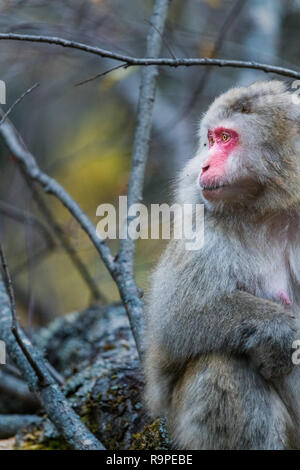 Red konfrontiert Snow monkey in Kamikochi, Japanische Alpen, Chubu Sangaku National Park Stockfoto