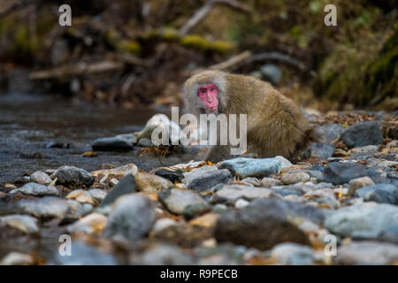 Red konfrontiert Schnee Affe an der Azusa River in Kamikochi, Japanische Alpen, Chubu Sangaku National Park Stockfoto